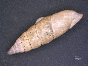 Media type: image;   Malacology 167061 Description: Live specimen.;